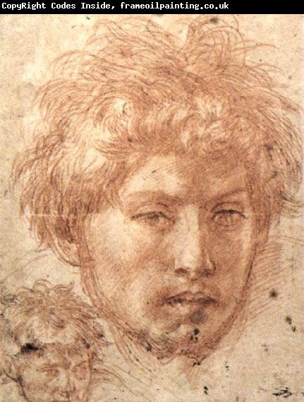Andrea del Sarto Head of a Young Man